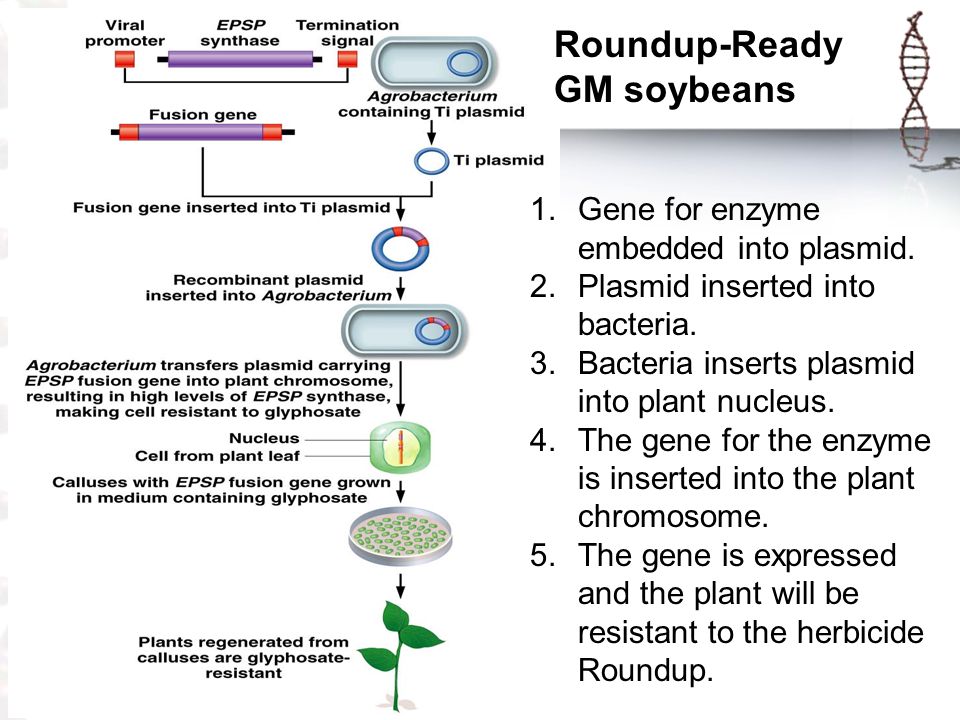 Roundup-Ready GM soybeans 1.Gene for enzyme embedded into plasmid.
