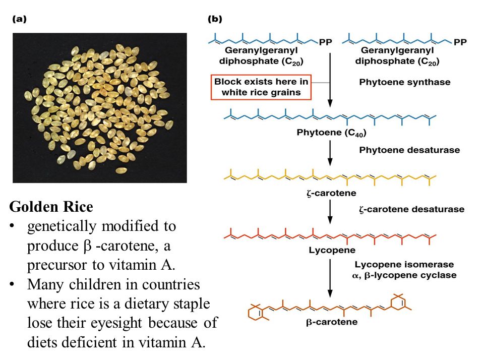 Golden Rice genetically modified to produce  -carotene, a precursor to vitamin A.