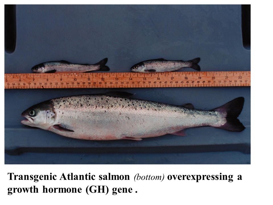 Transgenic Atlantic salmon (bottom) overexpressing a growth hormone (GH) gene.