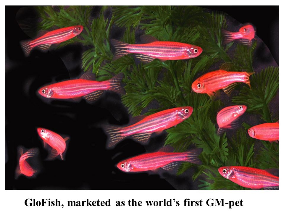 GloFish, marketed as the world’s first GM-pet
