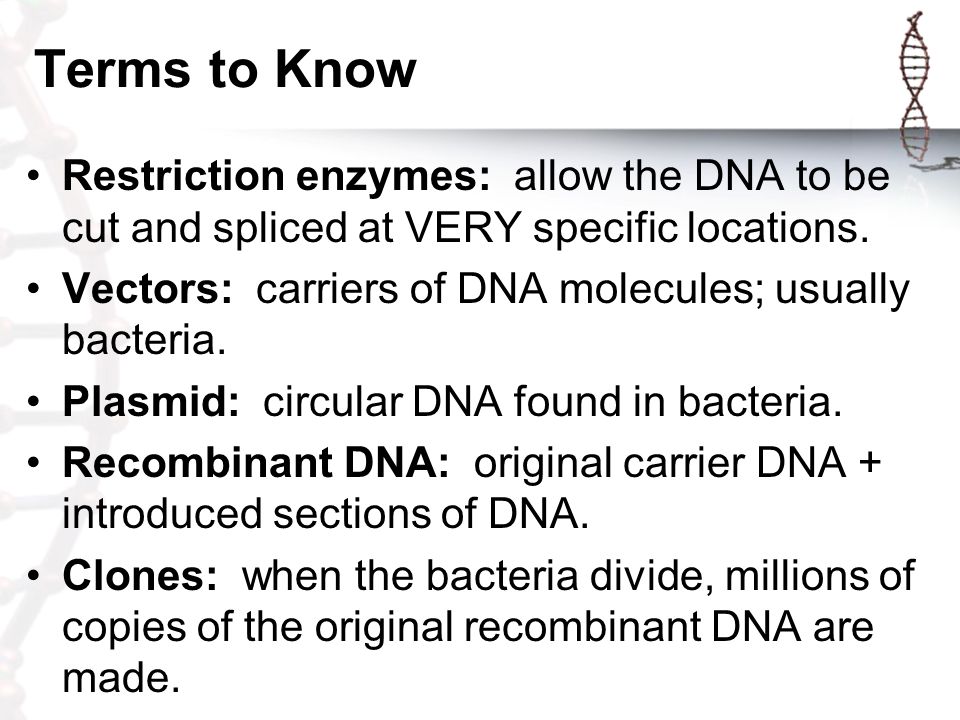 Terms to Know Restriction enzymes: allow the DNA to be cut and spliced at VERY specific locations.