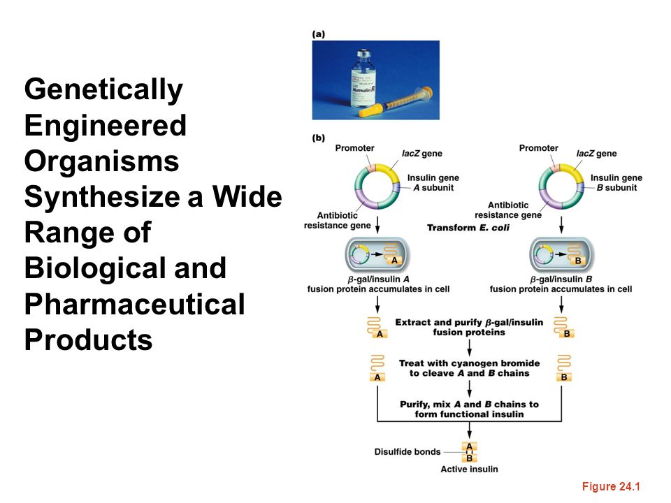 Figure 24.1 Genetically Engineered Organisms Synthesize a Wide Range of Biological and Pharmaceutical Products