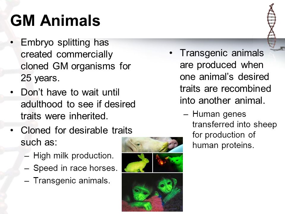GM Animals Embryo splitting has created commercially cloned GM organisms for 25 years.