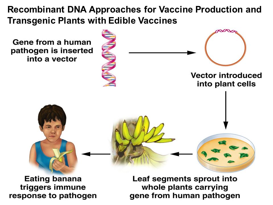 Figure 24.2 Recombinant DNA Approaches for Vaccine Production and Transgenic Plants with Edible Vaccines