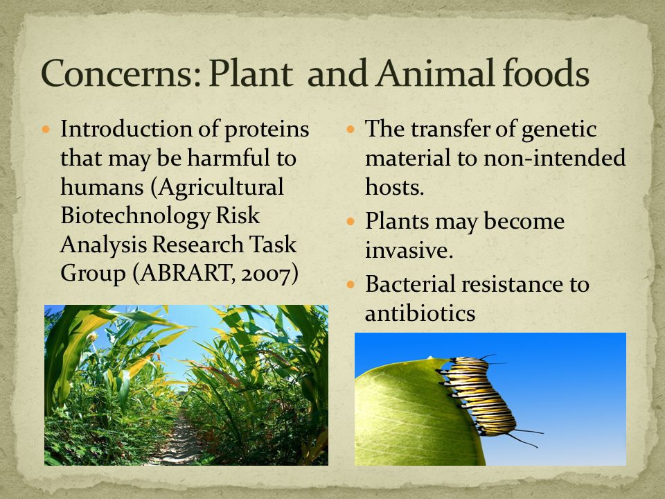 Introduction of proteins that may be harmful to humans (Agricultural Biotechnology Risk Analysis Research Task Group (ABRART, 2007) The transfer of genetic material to non-intended hosts.