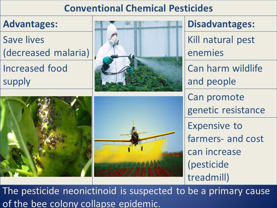 Conventional Chemical Pesticides Advantages:Disadvantages: Save lives (decreased malaria) Kill natural pest enemies Increased food supply Can harm wildlife and people Can promote genetic resistance Expensive to farmers- and cost can increase (pesticide treadmill) The pesticide neonictinoid is suspected to be a primary cause of the bee colony collapse epidemic.