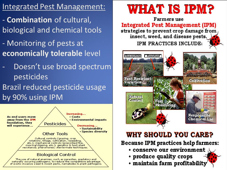 Integrated Pest Management: - Combination of cultural, biological and chemical tools - Monitoring of pests at economically tolerable level -Doesn’t use broad spectrum pesticides Brazil reduced pesticide usage by 90% using IPM