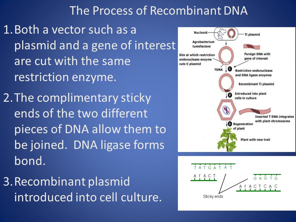 The Process of Recombinant DNA 1.Both a vector such as a plasmid and a gene of interest are cut with the same restriction enzyme.