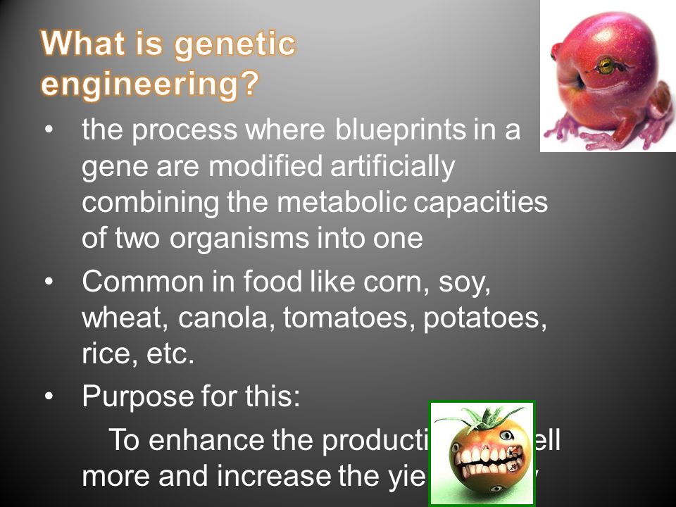 the process where blueprints in a gene are modified artificially combining the metabolic capacities of two organisms into one Common in food like corn, soy, wheat, canola, tomatoes, potatoes, rice, etc.