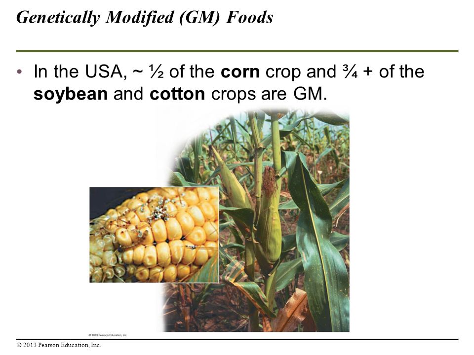 In the USA, ~ ½ of the corn crop and ¾ + of the soybean and cotton crops are GM.