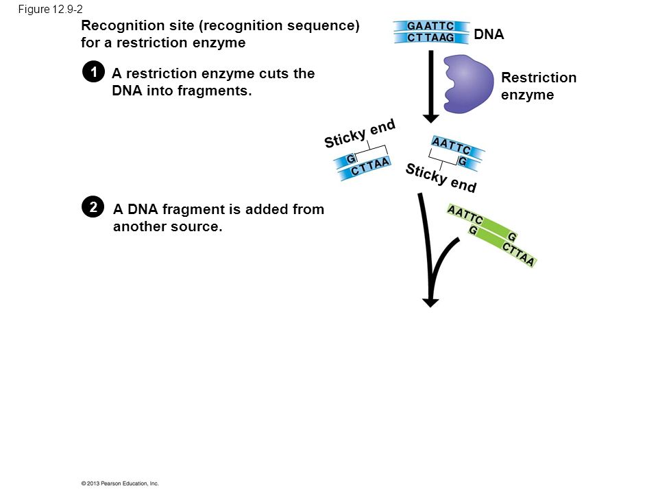 Figure Recognition site (recognition sequence) for a restriction enzyme Restriction enzyme Sticky end DNA A DNA fragment is added from another source.