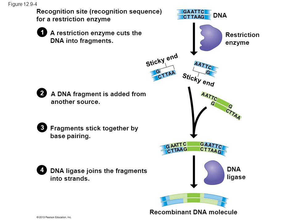 Figure Recognition site (recognition sequence) for a restriction enzyme Restriction enzyme Sticky end DNA ligase Recombinant DNA molecule A DNA fragment is added from another source.
