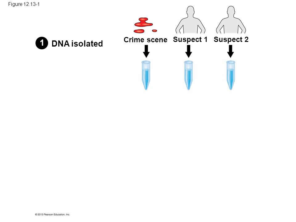 Figure DNA isolated Crime scene Suspect 1Suspect 2 1