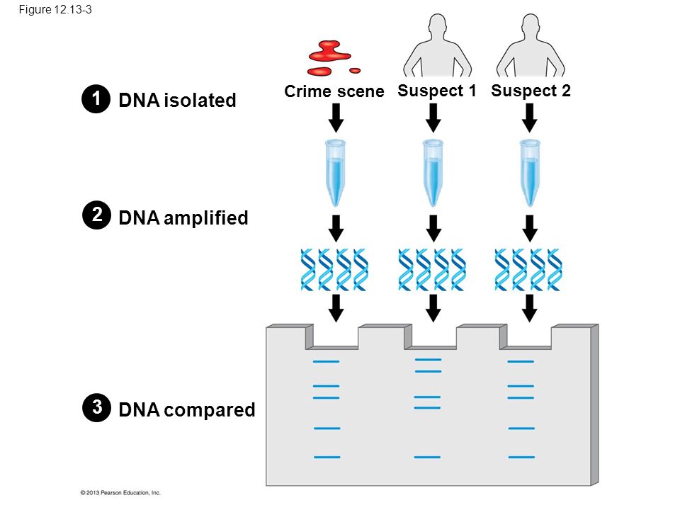 Figure DNA isolated DNA amplified DNA compared Crime scene Suspect 1Suspect 2 123