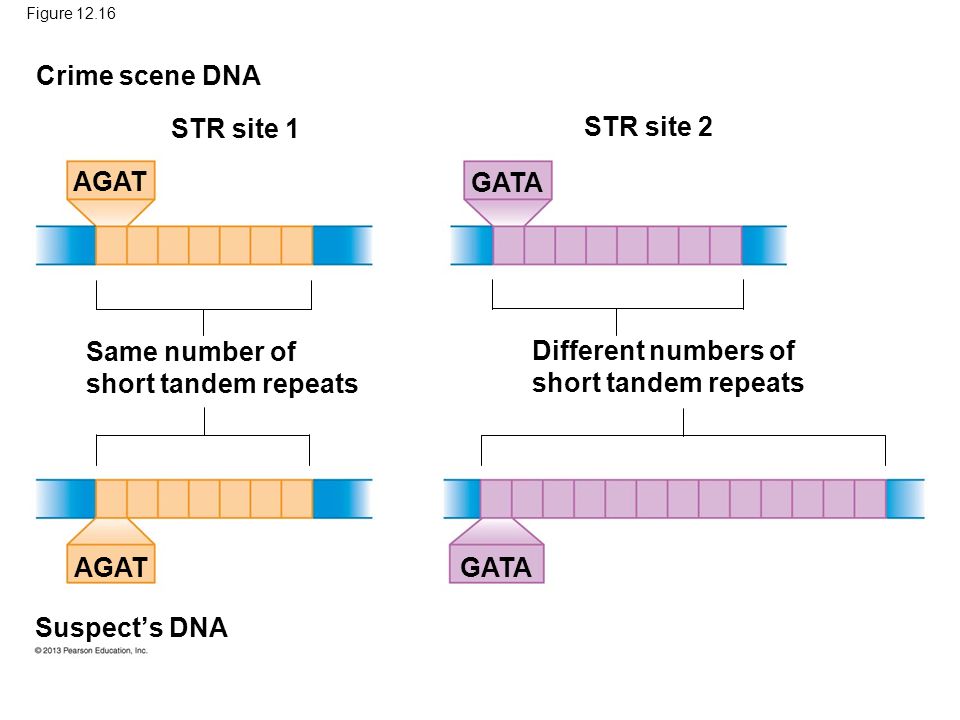Figure Crime scene DNA Suspect’s DNA Same number of short tandem repeats Different numbers of short tandem repeats STR site 1 STR site 2 AGAT GATA
