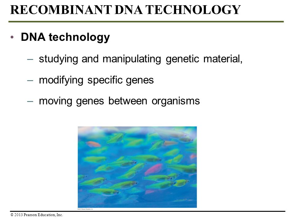 DNA technology –studying and manipulating genetic material, –modifying specific genes –moving genes between organisms RECOMBINANT DNA TECHNOLOGY © 2013 Pearson Education, Inc.