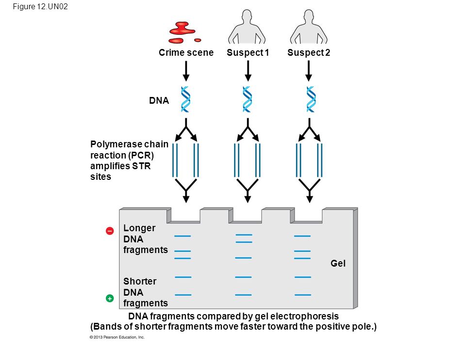 Figure 12.UN02 Crime sceneSuspect 1Suspect 2 DNA Polymerase chain reaction (PCR) amplifies STR sites Longer DNA fragments Shorter DNA fragments DNA fragments compared by gel electrophoresis Gel (Bands of shorter fragments move faster toward the positive pole.)