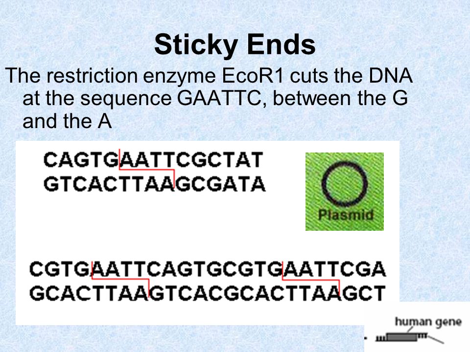 The restriction enzyme EcoR1 cuts the DNA at the sequence GAATTC, between the G and the A