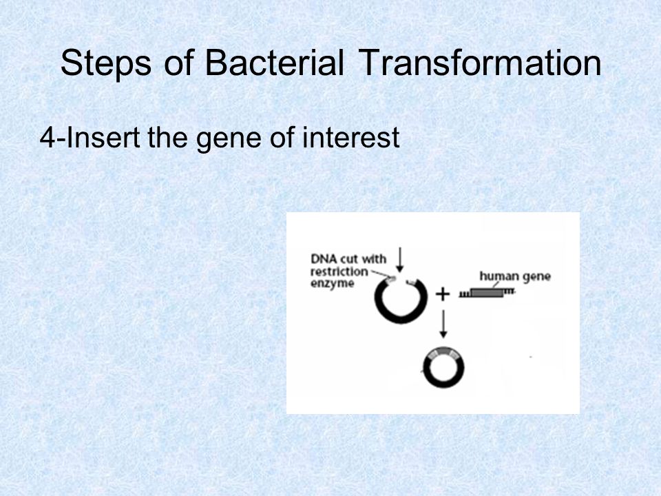 Steps of Bacterial Transformation 4-Insert the gene of interest