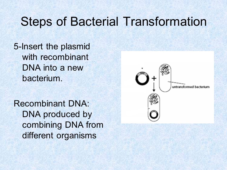 Steps of Bacterial Transformation 5-Insert the plasmid with recombinant DNA into a new bacterium.