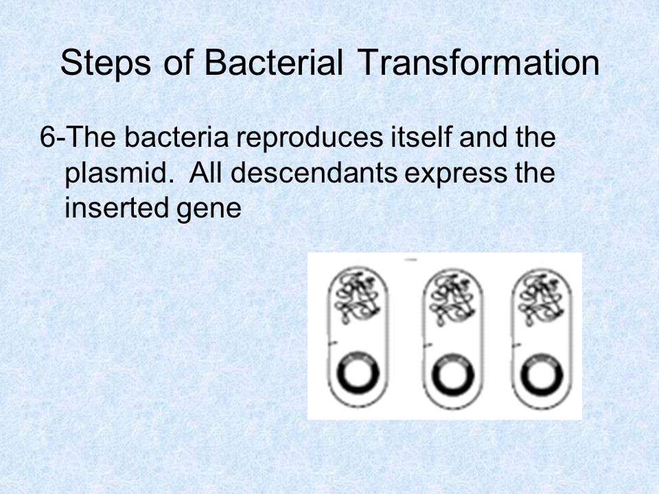 Steps of Bacterial Transformation 6-The bacteria reproduces itself and the plasmid.