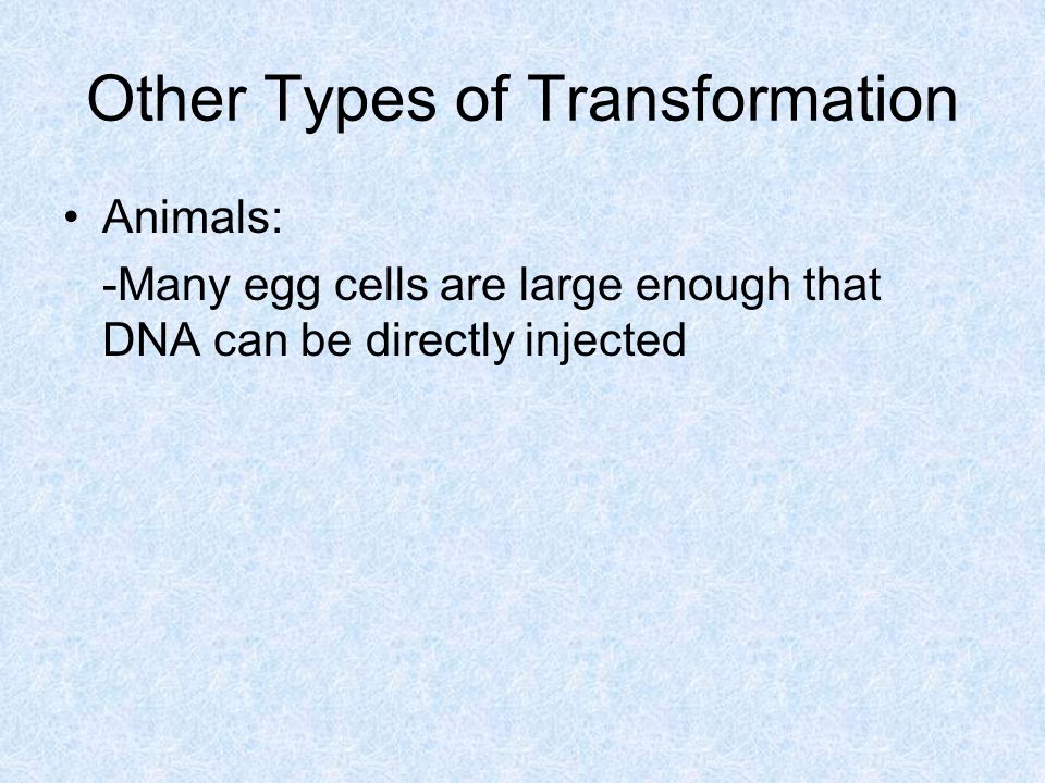 Other Types of Transformation Animals: -Many egg cells are large enough that DNA can be directly injected