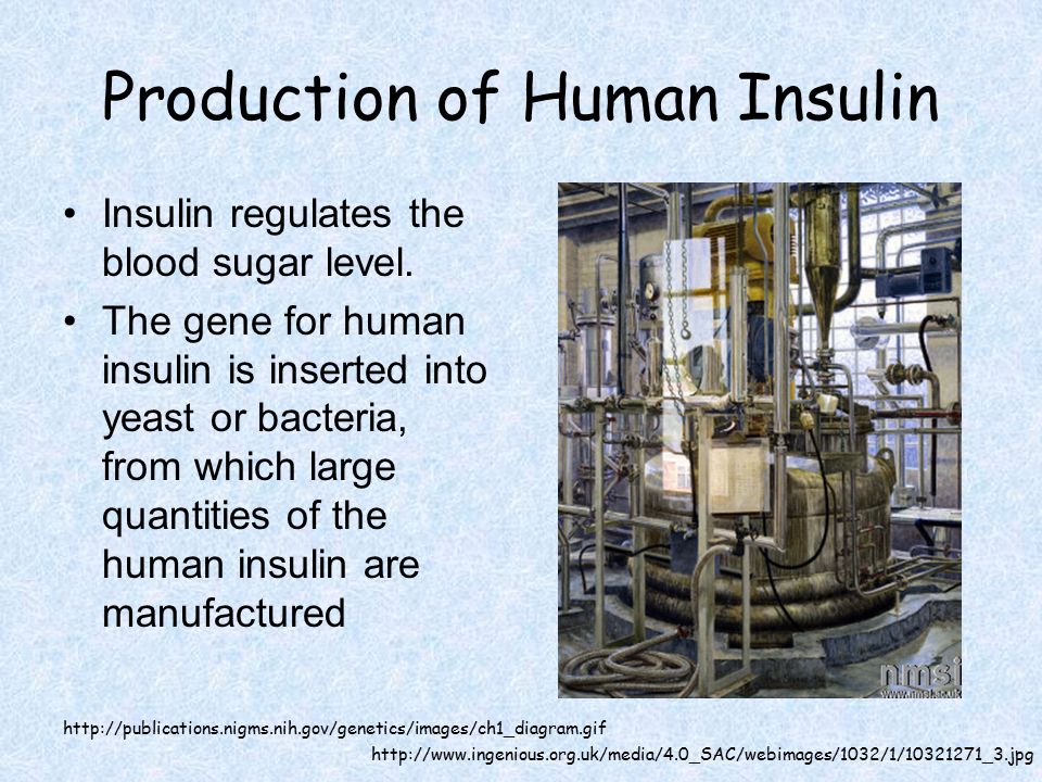 Production of Human Insulin Insulin regulates the blood sugar level.