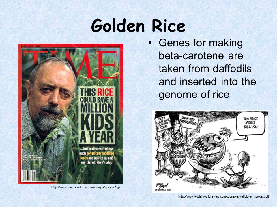 Golden Rice Genes for making beta-carotene are taken from daffodils and inserted into the genome of rice