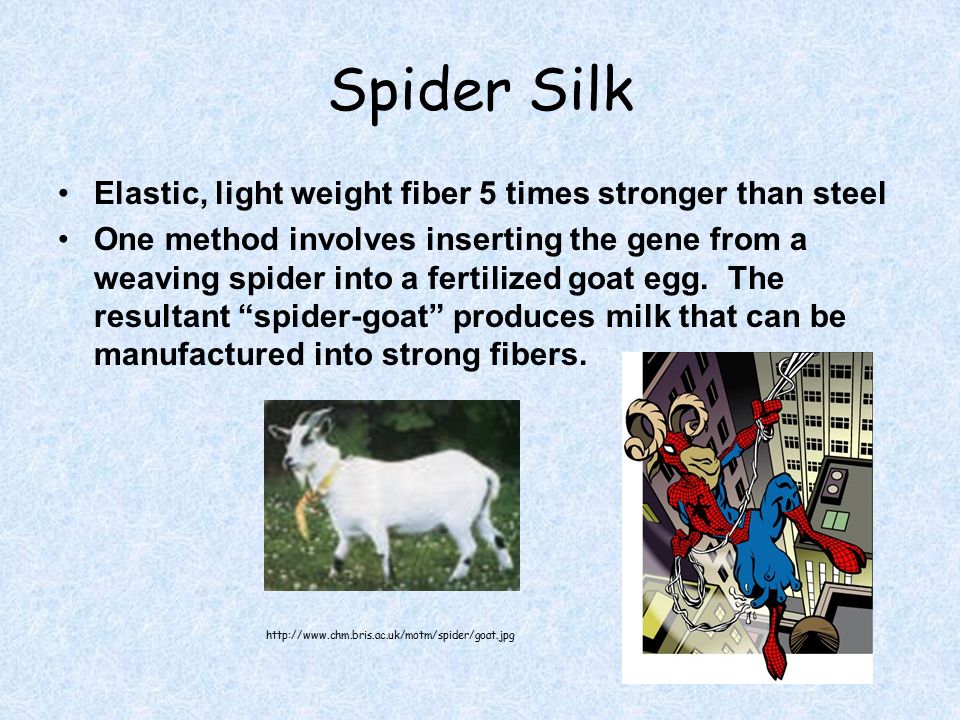 Spider Silk Elastic, light weight fiber 5 times stronger than steel One method involves inserting the gene from a weaving spider into a fertilized goat egg.