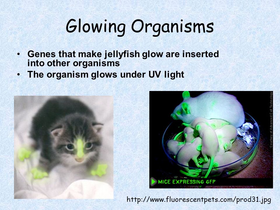 Glowing Organisms Genes that make jellyfish glow are inserted into other organisms The organism glows under UV light