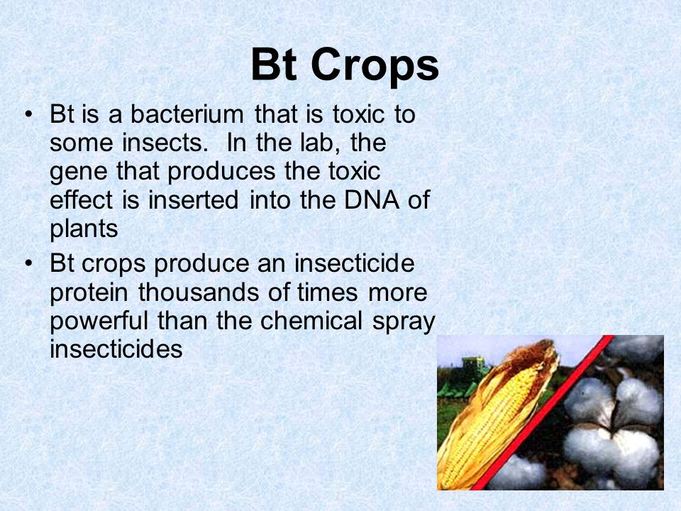 Bt is a bacterium that is toxic to some insects.
