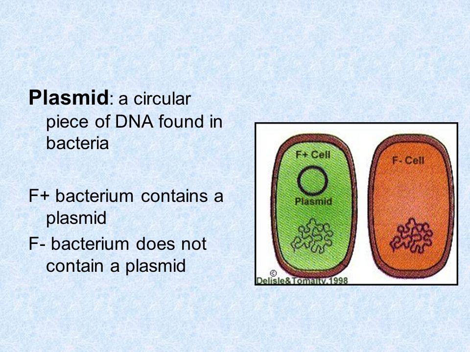 Plasmid : a circular piece of DNA found in bacteria F+ bacterium contains a plasmid F- bacterium does not contain a plasmid