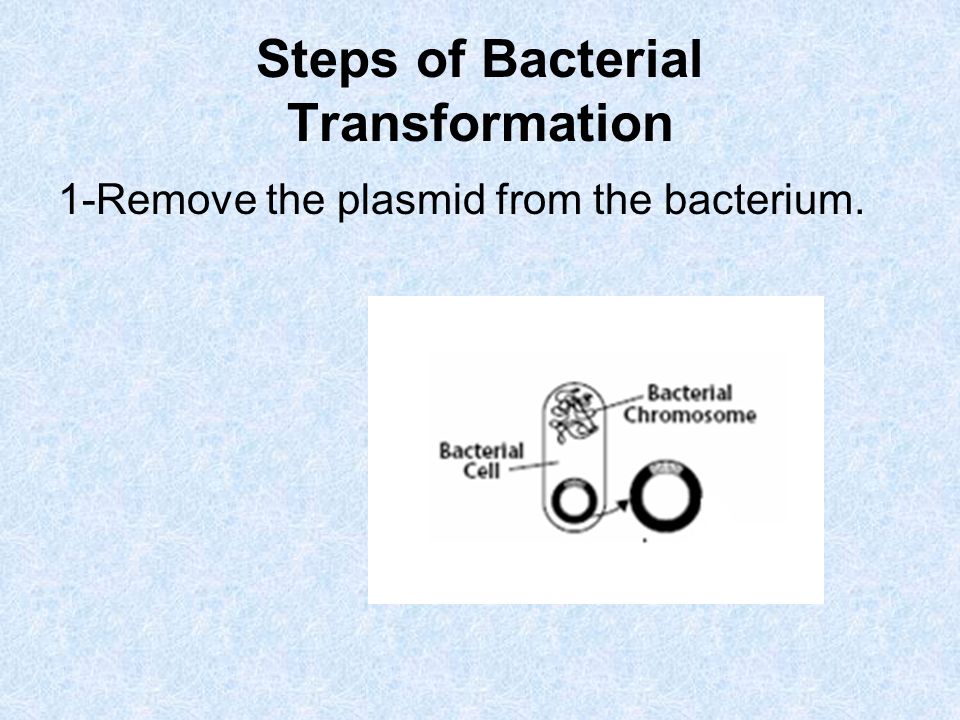 Steps of Bacterial Transformation 1-Remove the plasmid from the bacterium.