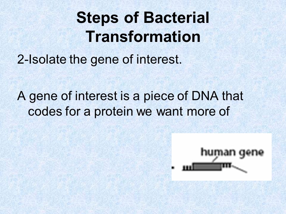 Steps of Bacterial Transformation 2-Isolate the gene of interest.