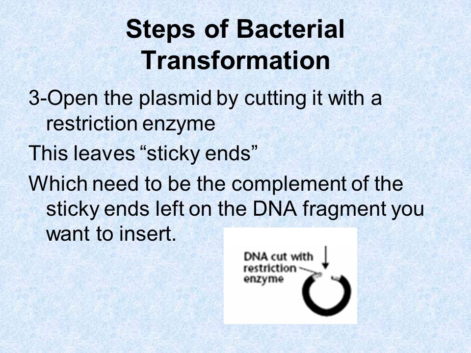 Steps of Bacterial Transformation 3-Open the plasmid by cutting it with a restriction enzyme This leaves sticky ends Which need to be the complement of the sticky ends left on the DNA fragment you want to insert.