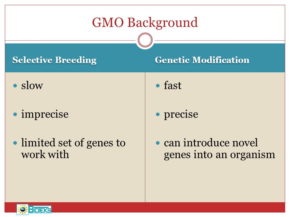 Selective Breeding Genetic Modification slow imprecise limited set of genes to work with fast precise can introduce novel genes into an organism GMO Background