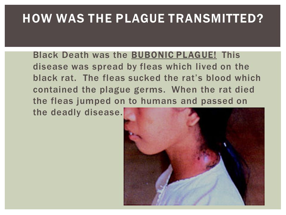 HOW WAS THE PLAGUE TRANSMITTED.