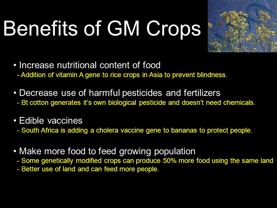Benefits of GM Crops Increase nutritional content of food - Addition of vitamin A gene to rice crops in Asia to prevent blindness.