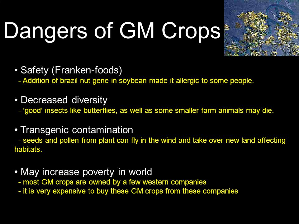 Dangers of GM Crops Safety (Franken-foods) - Addition of brazil nut gene in soybean made it allergic to some people.