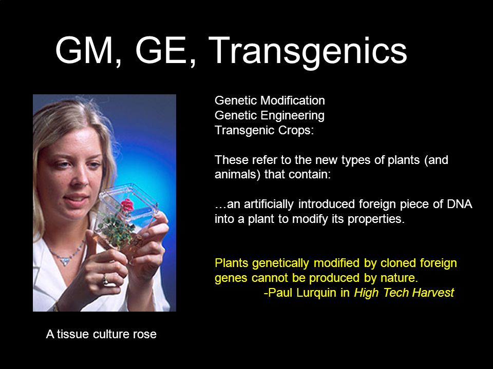 GM, GE, Transgenics Genetic Modification Genetic Engineering Transgenic Crops: These refer to the new types of plants (and animals) that contain: …an artificially introduced foreign piece of DNA into a plant to modify its properties.