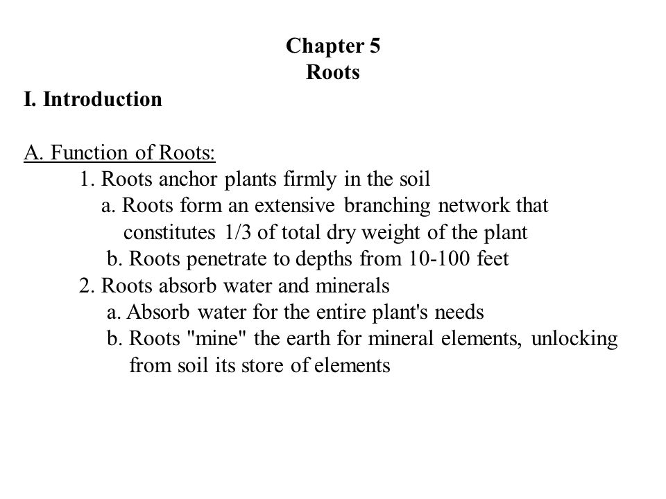 Chapter 5 Roots I. Introduction A. Function of Roots: 1.