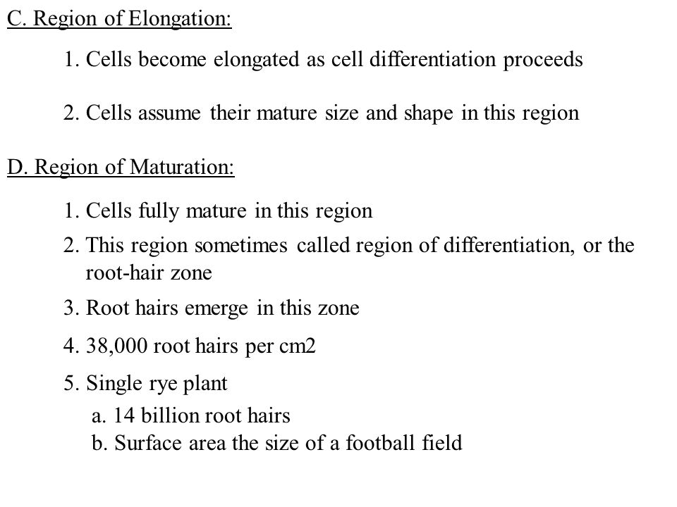 C. Region of Elongation: 1. Cells become elongated as cell differentiation proceeds 2.