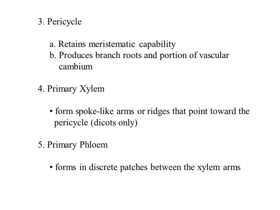 3. Pericycle a. Retains meristematic capability b.