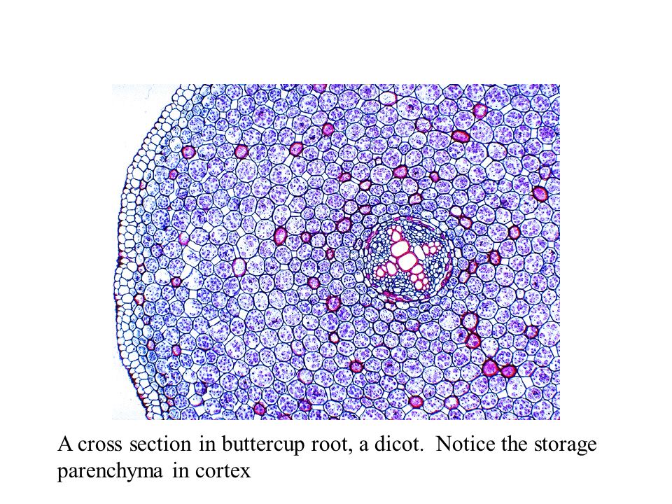 A cross section in buttercup root, a dicot. Notice the storage parenchyma in cortex