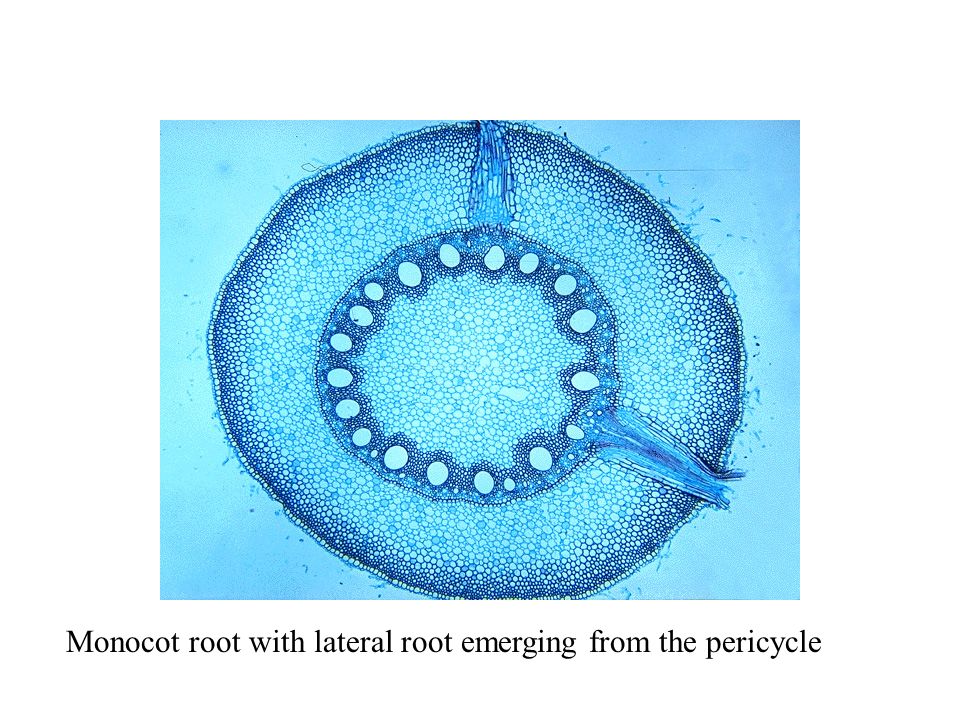 Monocot root with lateral root emerging from the pericycle