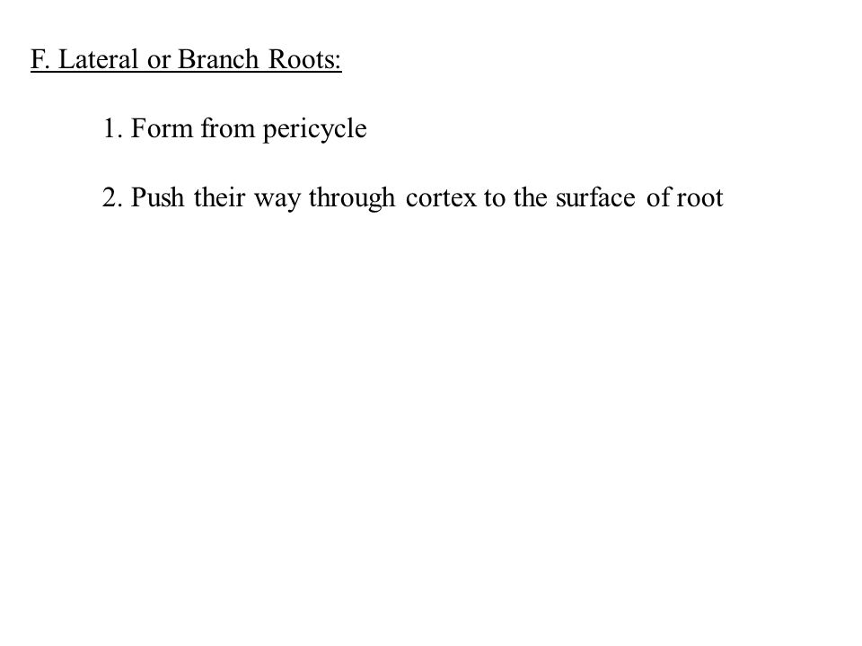 F. Lateral or Branch Roots: 1. Form from pericycle 2.
