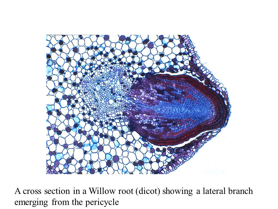 A cross section in a Willow root (dicot) showing a lateral branch emerging from the pericycle