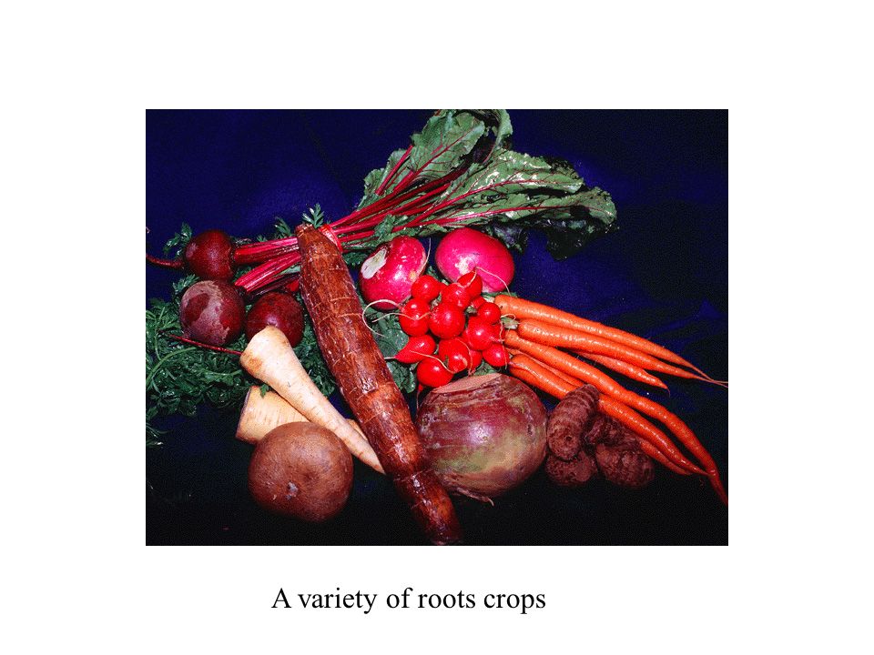 A variety of roots crops