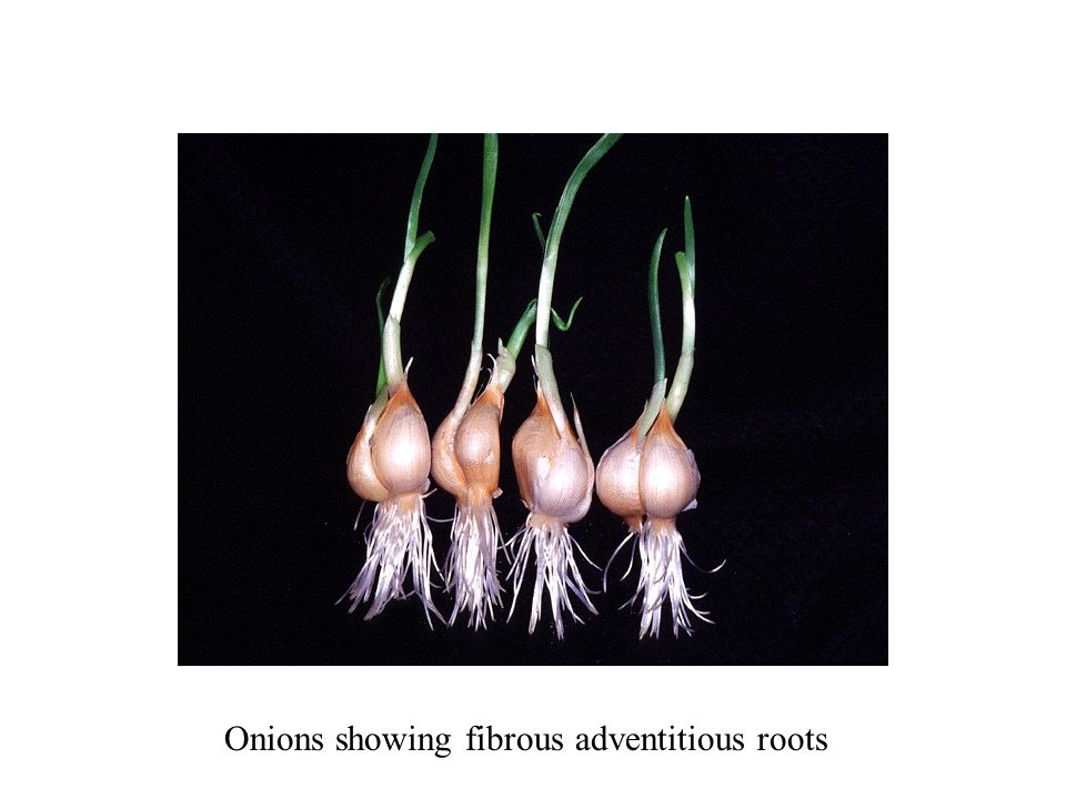 Onions showing fibrous adventitious roots