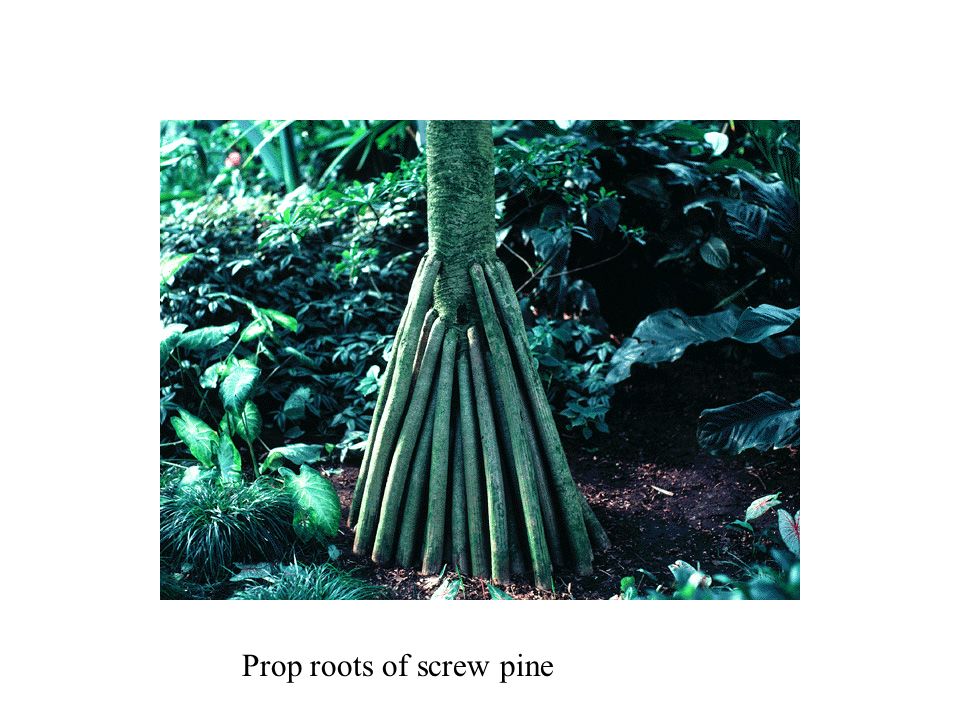 Prop roots of screw pine